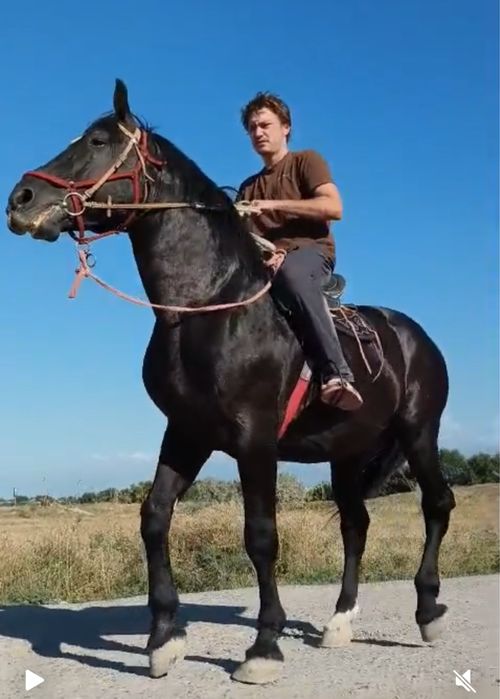 Жеребец айгыр лошадь