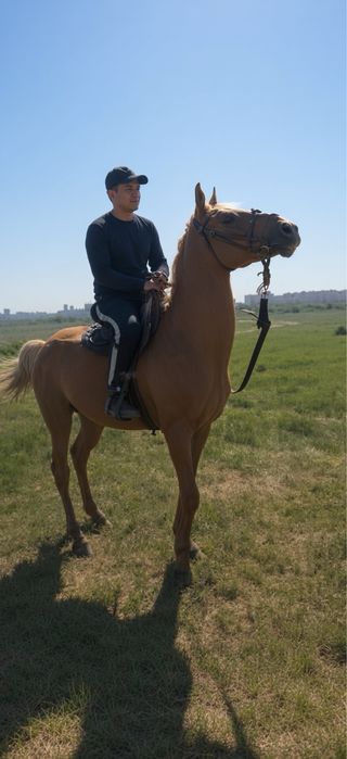 Дончак айғыры сатылады