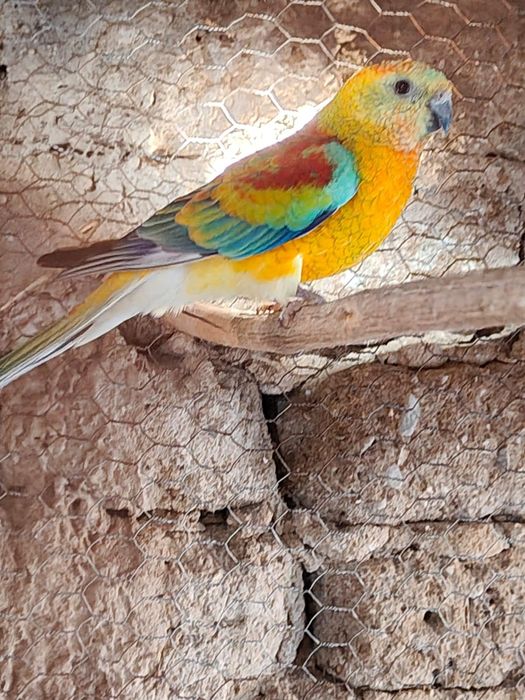 Продавам папагали