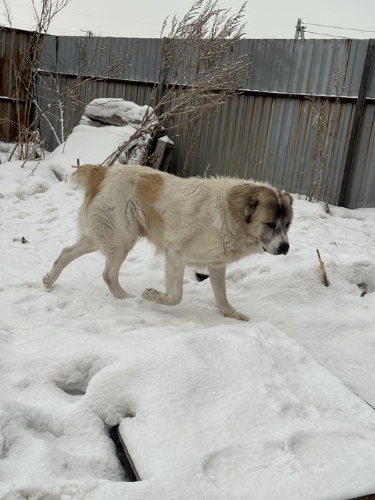 Продам чисткровного Алабая