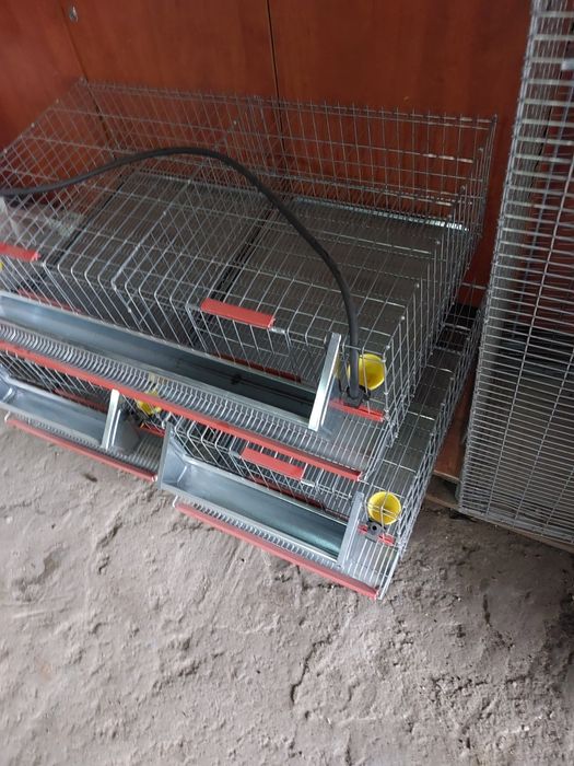 Ouă prepeliță pentru incubat