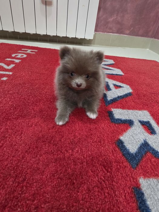 Fetita pomeranian extra mini toy