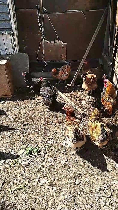 Курицы в мае будет год им