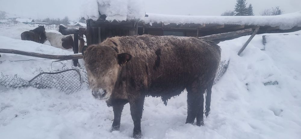 Племенной бык, бұқа