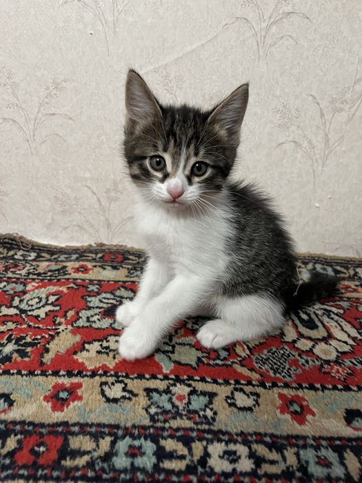 КотятЯ.  Бесплатно.