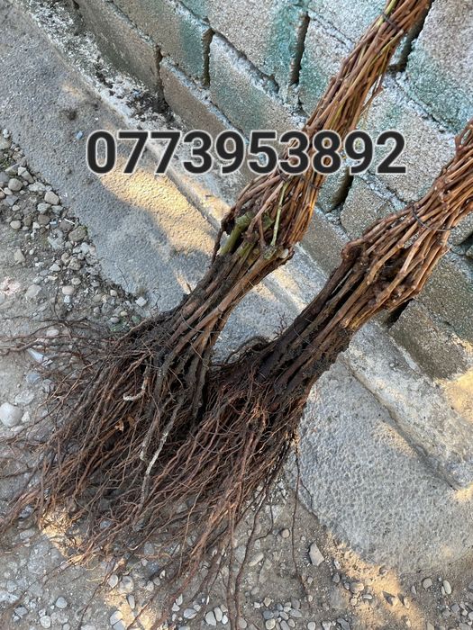 Vând butasi vita de vie anul1,2 si3