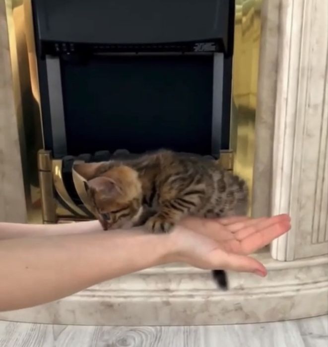 Срочно продам бенгалтского котенка