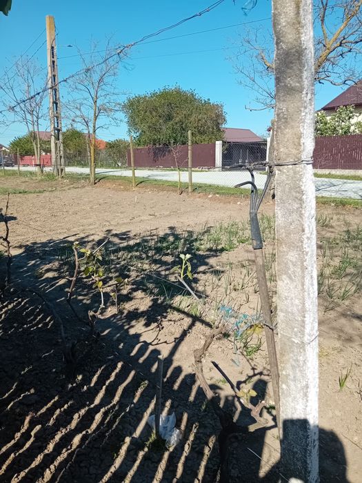 Teren intravilan 1000mp, Dorobantu , Comuna Nicolae Balcescu