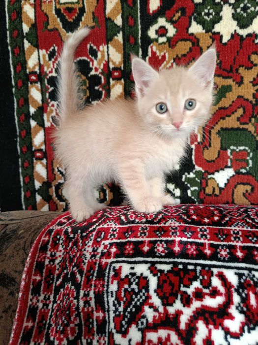 Отдам котят в хорошие руки.