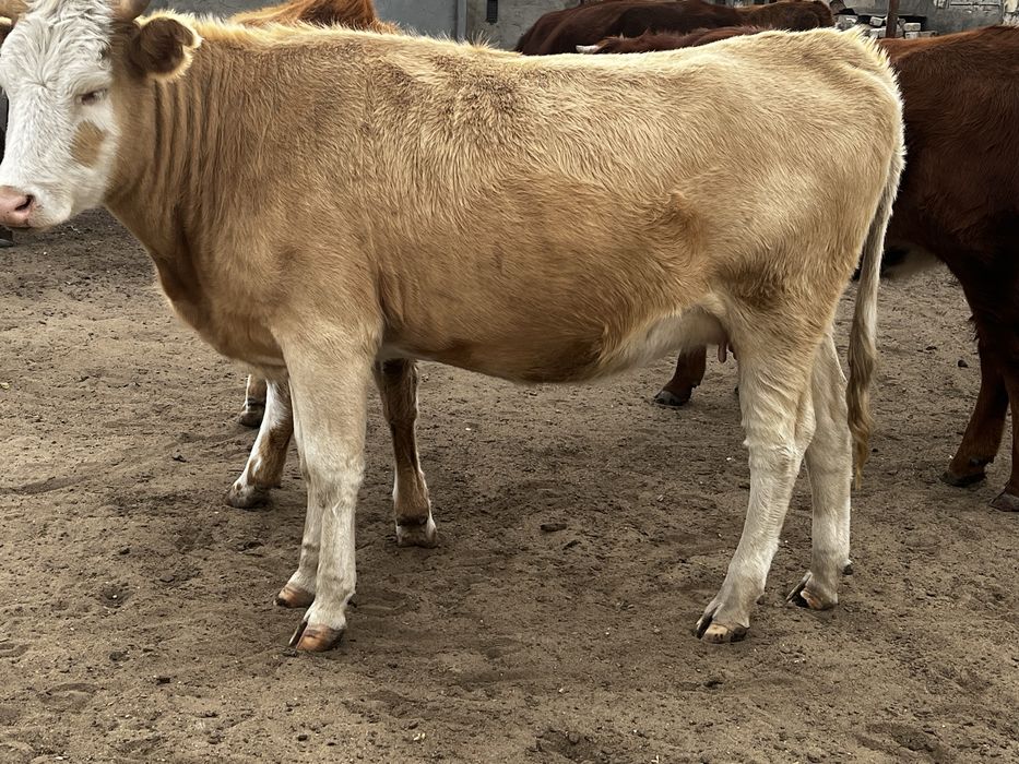 Кашарлар сатылады