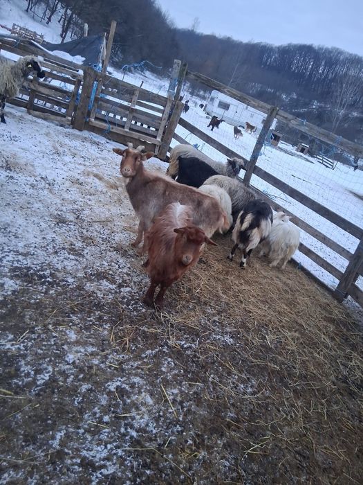 Vând turma de capre