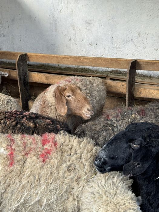 Продаются бараны на мясо