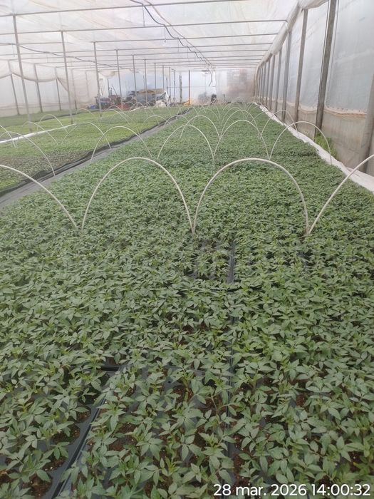 Rasad de roșii Sandoline Rila si alte hibrizi