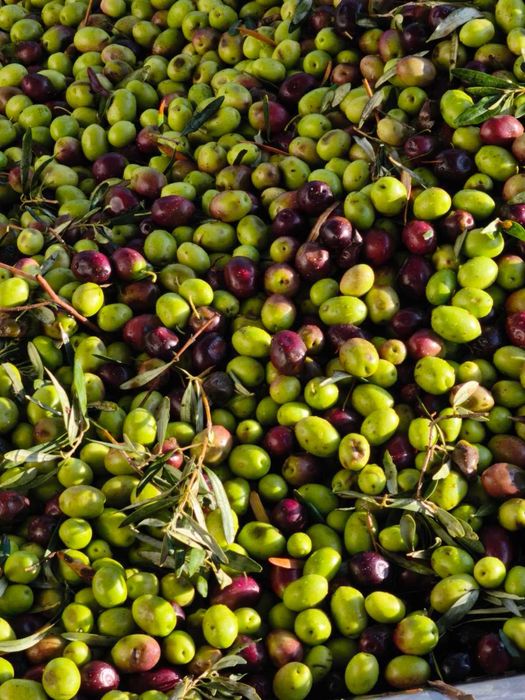 Домашен зехтин – реколта 2025 | студено пресован | 5 кг тенекия