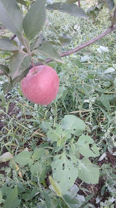 Продам дачу  2 данная на право