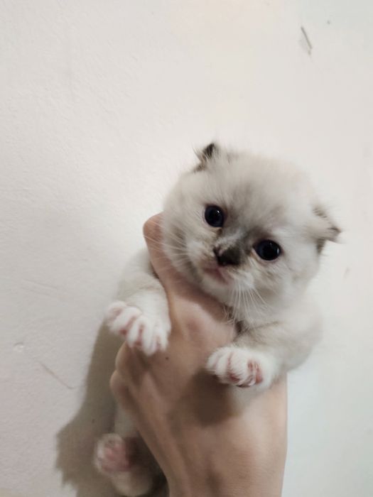 Продаются котята скотиш фолды