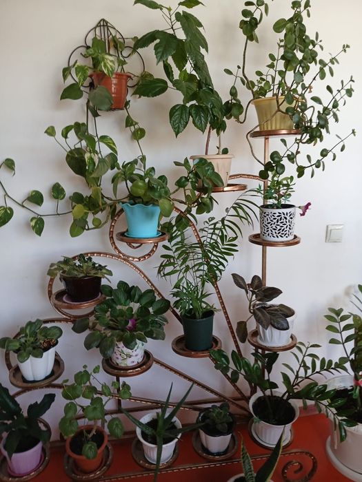 Домашние цветы разные