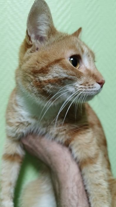 Отдам в добрые руки