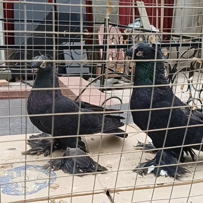 Голуби самка самец