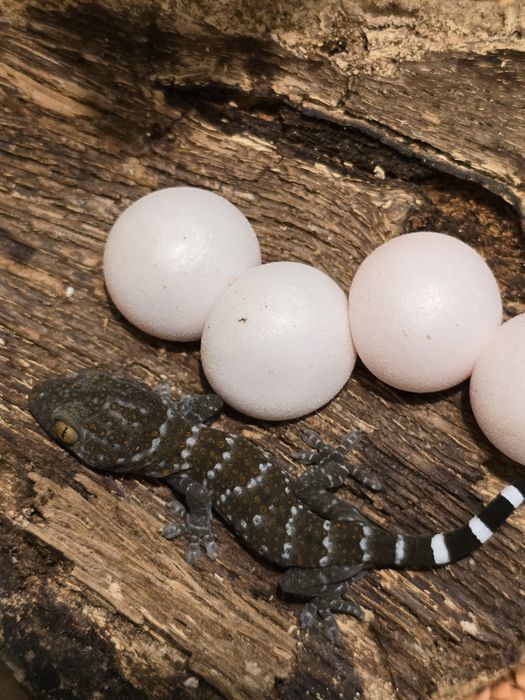 Tokay gecko/ Gekko gecko