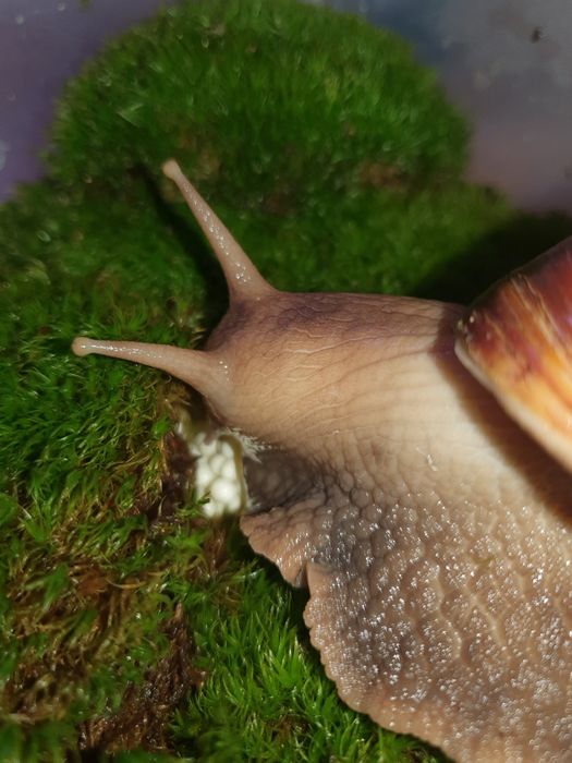 Улитки Ахатины!!