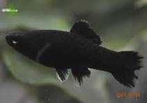 Pesti de Acvariu  Xifo , Platy SI Guppy