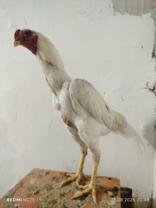 Продам дакан мартовский