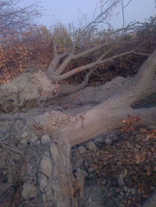 Vobkentda Zaldori daraxt sotiladi