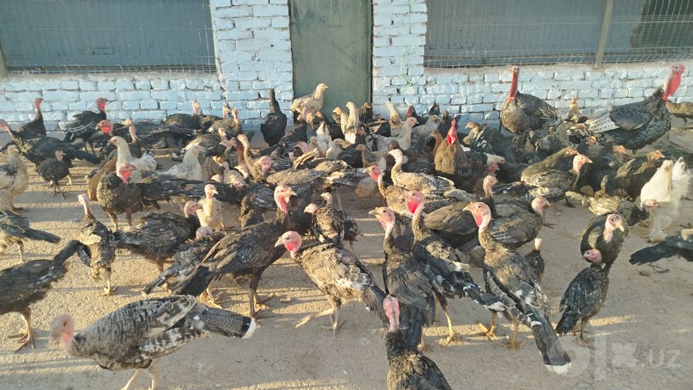 Kurkalar sotiladi