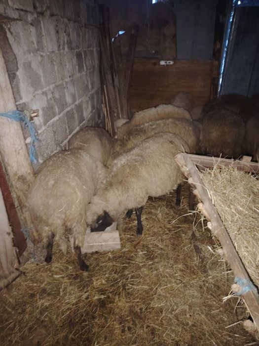 Vând 7 Oi tinere cu miel și 4 oi tinere