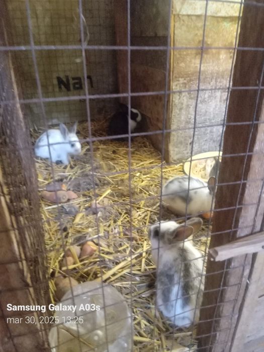 Sog'lom Velikon quyonlar.