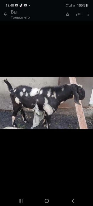 Козель—теке англонуби 100%