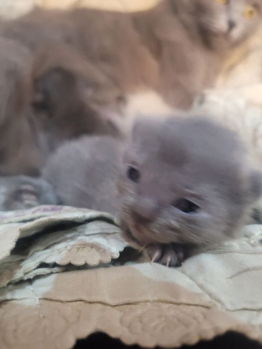 Скотш фолд мушук болалари сотиалди