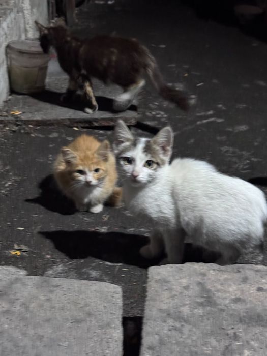 Отдам котят в хорошие руки