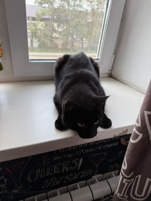 Кот не породистый
