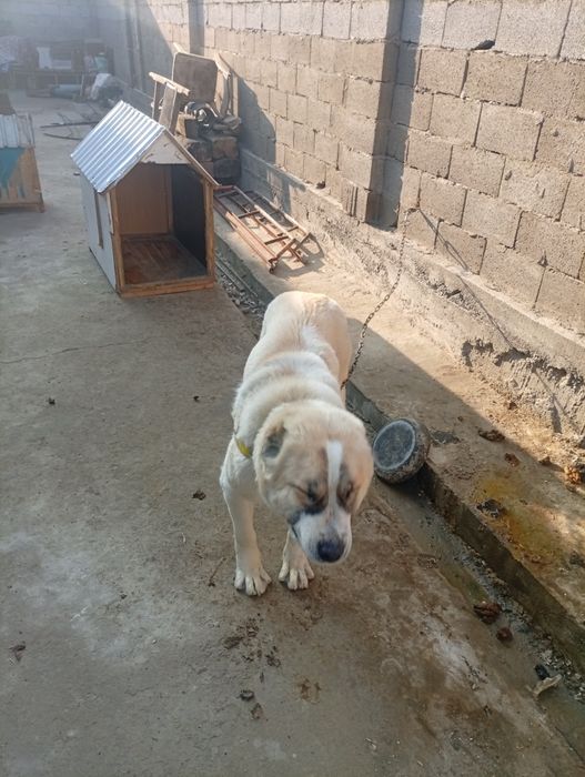 Алабай 1 жасар ургашы