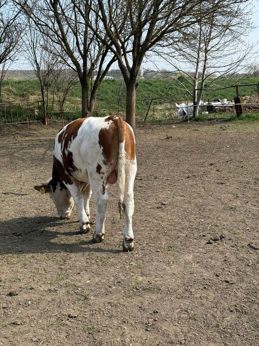 10 viței de vânzare