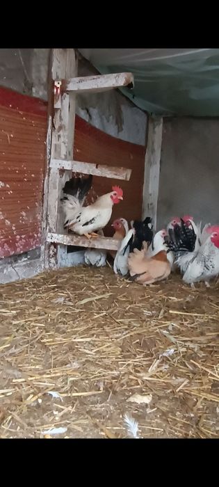 Cocoșei chabo de prăsilă