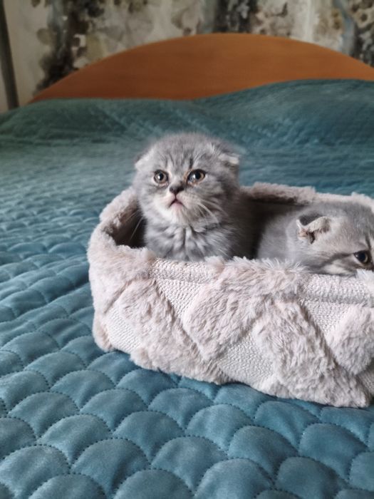 Британски котенца