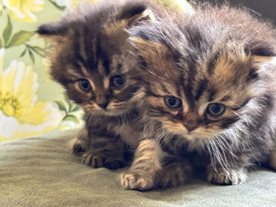 Продам котят с порлдой