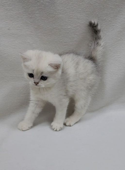 Скотиш страйт серебристая шиншилла табби девочка