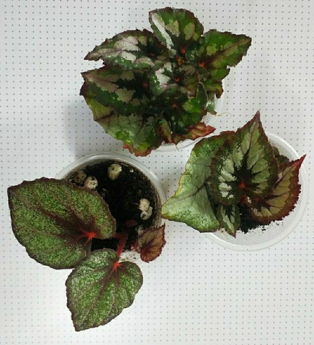 Детки бегоний сортовых