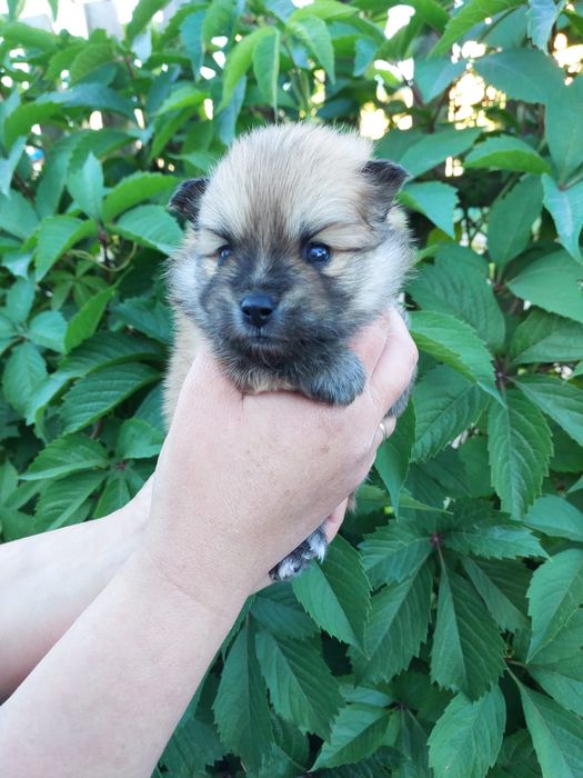 Продам щенков шпица.