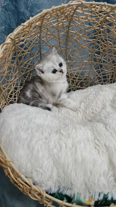 Продаётся девочка шотландская скоттиш-страйт окрас мрамор на серебре