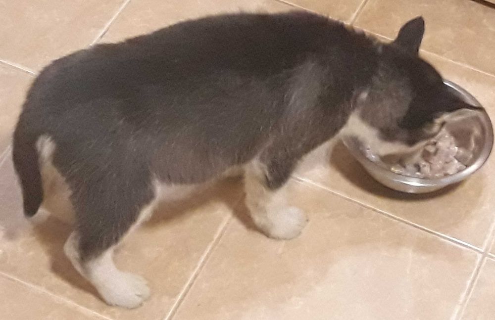 Husky Siberian mascul negru cu alb-ochi albastri
