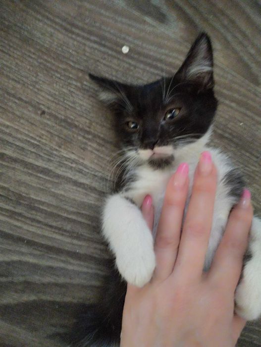 Котята от кошки крысоловки