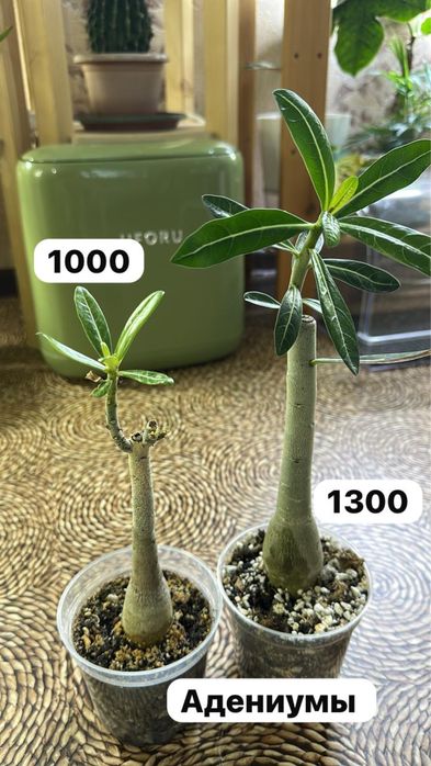 Комнатные растения