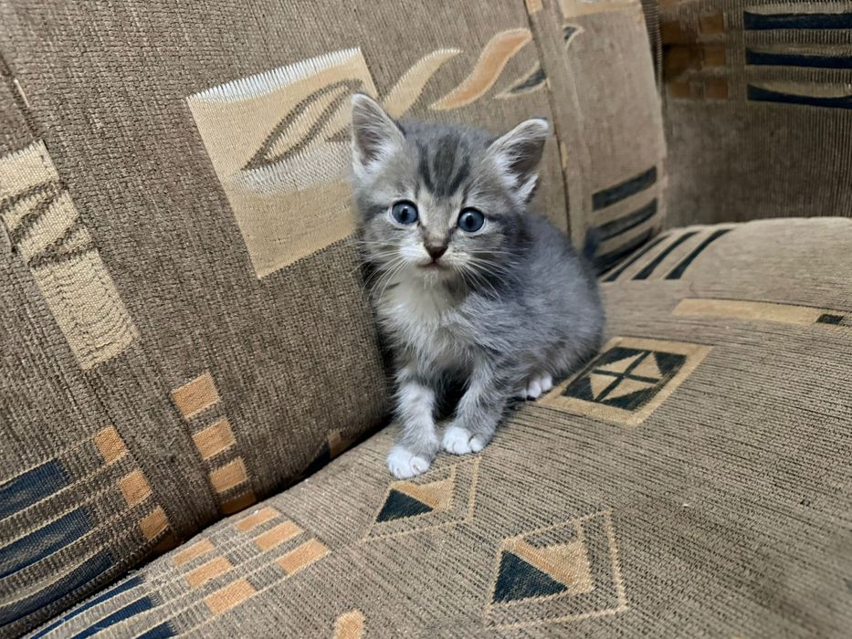 Отдам котят в добрые руки
