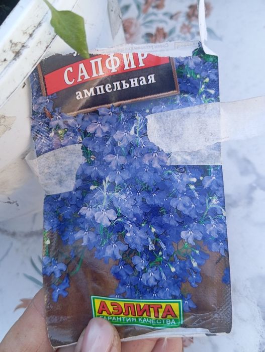 Лобелия пучком однолетний цветок