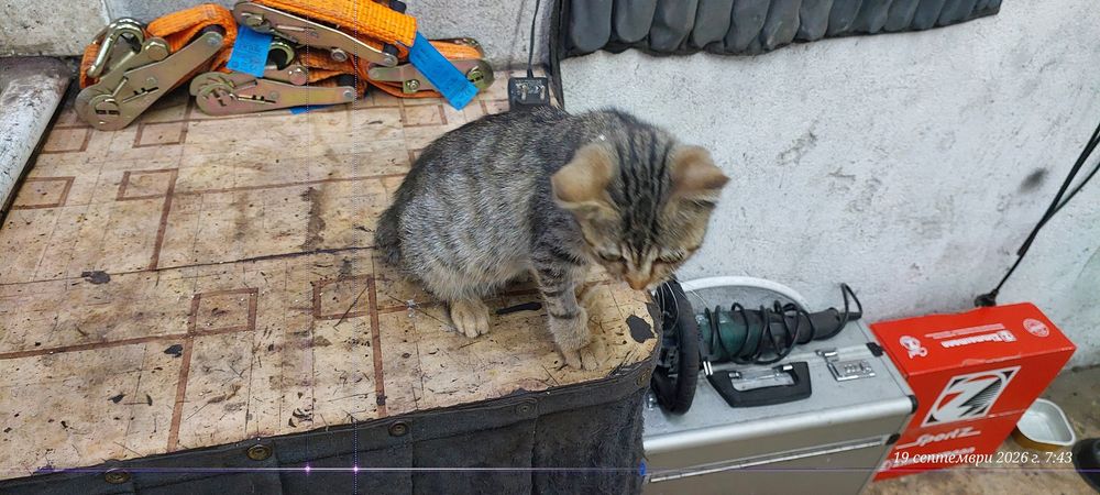 Подарявам малко женско коте